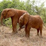 Local company helps baby elephant rescued from well