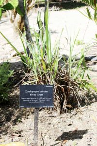 Fever grass or lemon grass was used to treat fever.