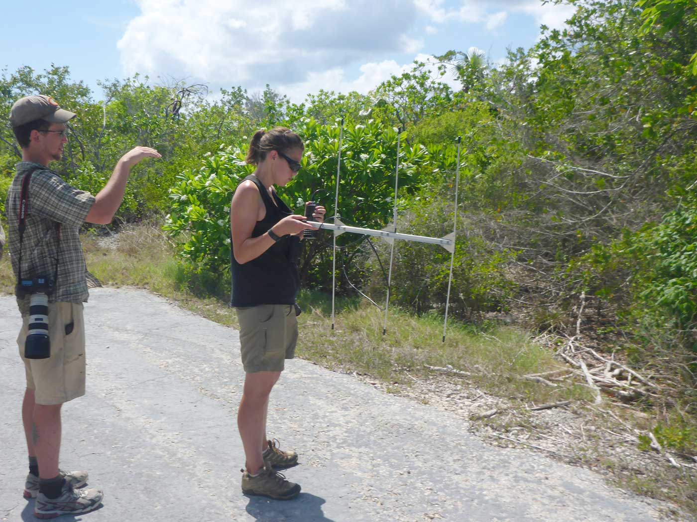 Field assistant Mikey Kartje and researcher Jen Moss use a radio and antenna to locate one of the tagged iguanas.