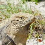 Shedding light on Little Cayman’s iguanas