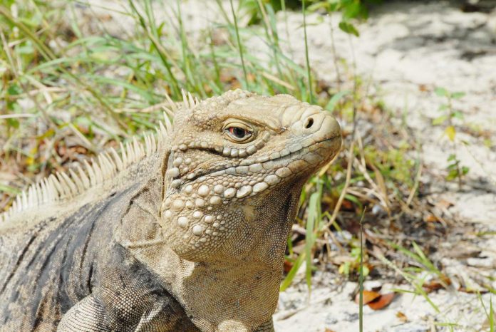 Little-Cayman-igauan-(Read-Only)
