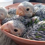 Baby parrots cause a stir at Cayman Turtle Farm