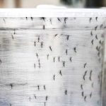 Judge to rule Monday on release of GM mosquitoes