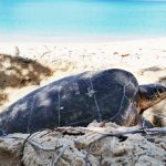 Sunbathing turtle makes rare appearance on beach
