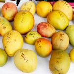 Museum celebrates mango season