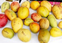 Museum celebrates mango season