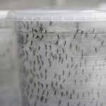 Scientists cast doubt on GM mosquito impact