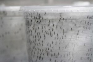 Thousands of GM mosquitoes will have to be destroyed due to a stay of their release. - PHOTOS: KELSEY JUKAM