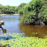 Land crabs focus of latest scientific research