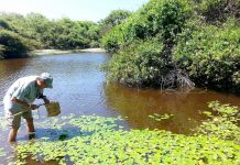 Land crabs focus of latest scientific research