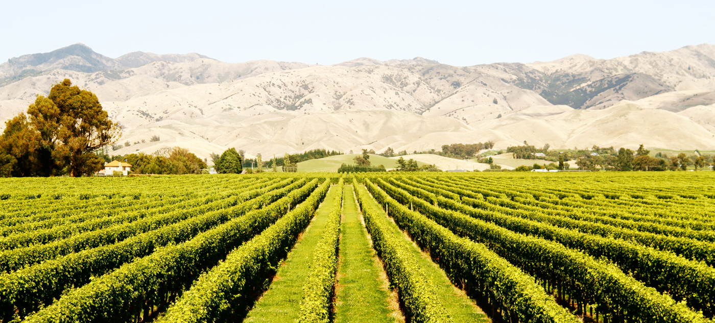 The Marlborough wine region of New Zealand's South Island.
