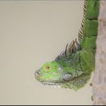 EDITORIAL – Cayman’s great iguana glut