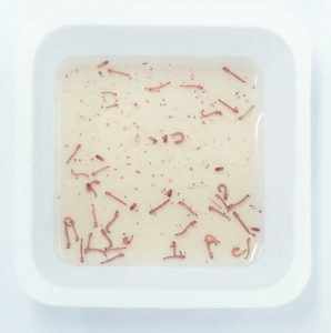 Mosquito larvae swim in a tray at a lab in the Mosquito Research and Control Unit. The GM mosquitoes are bred in a converted shipping container on the MRCU grounds. A containment area outside the door to the lab ensures that no mosquitoes accidentally come in or out.