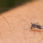 Dry weather brings possible end to mosquito season