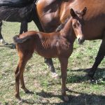 A horse named Barefoot Man