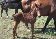 A horse named Barefoot Man