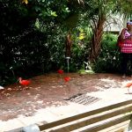 Striking scarlet ibis females join Turtle Farm aviary