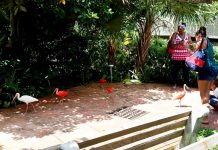 Striking scarlet ibis females join Turtle Farm aviary