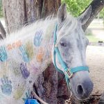 Beloved horse put down after assault, ‘torture’