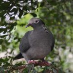 White-crowned pigeons settling in to WB