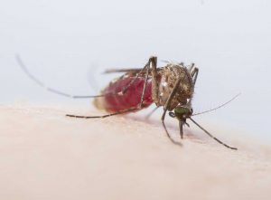 The Zika virus is spread by the Aedes aegypti mosquito.