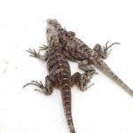 Blue iguanas hatching at National Trust