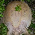 Nesting turtle rescued from poachers