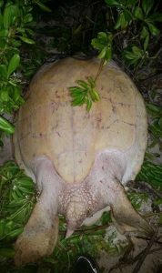 The turtle was found lying on its back in the bushes.