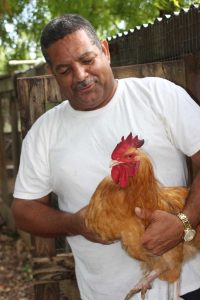 A local farm rooster gets special attention from Mr. Fisher. – Photos: Jewel Levy