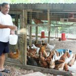 Farmer finds joy in raising chickens