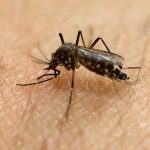 Cautions for pregnant women as Zika found locally