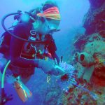CCMI seeks grant to continue lionfish studies