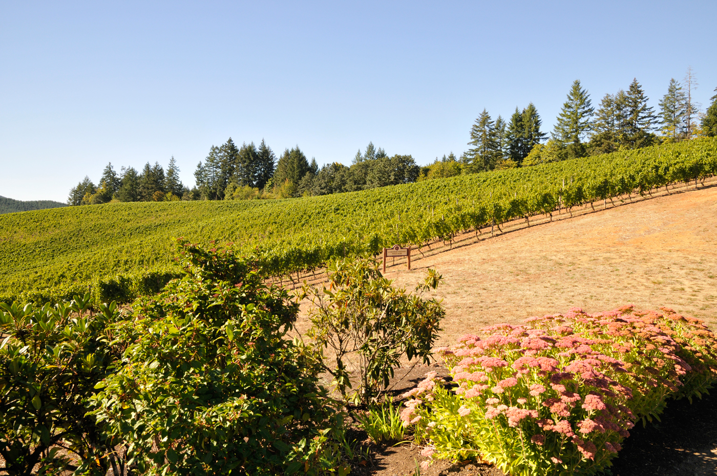 Elk Cove's La Boheme vineyard has Willakenzie soil, the marine sedimentary soil that produces elegant, well-structured Pinot Noir.