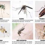 A guide to Cayman’s public enemy No. 1: mosquitoes