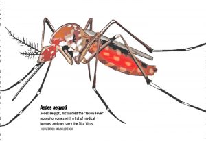 Aedes aegypti