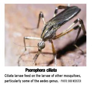 Psorophora ciliata