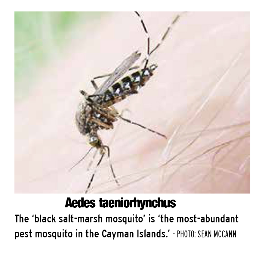A guide to Cayman's public enemy No. 1 mosquitoes Cayman Compass