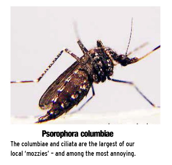 A guide to Cayman's public enemy No. 1 mosquitoes Cayman Compass