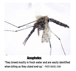 Anopheles