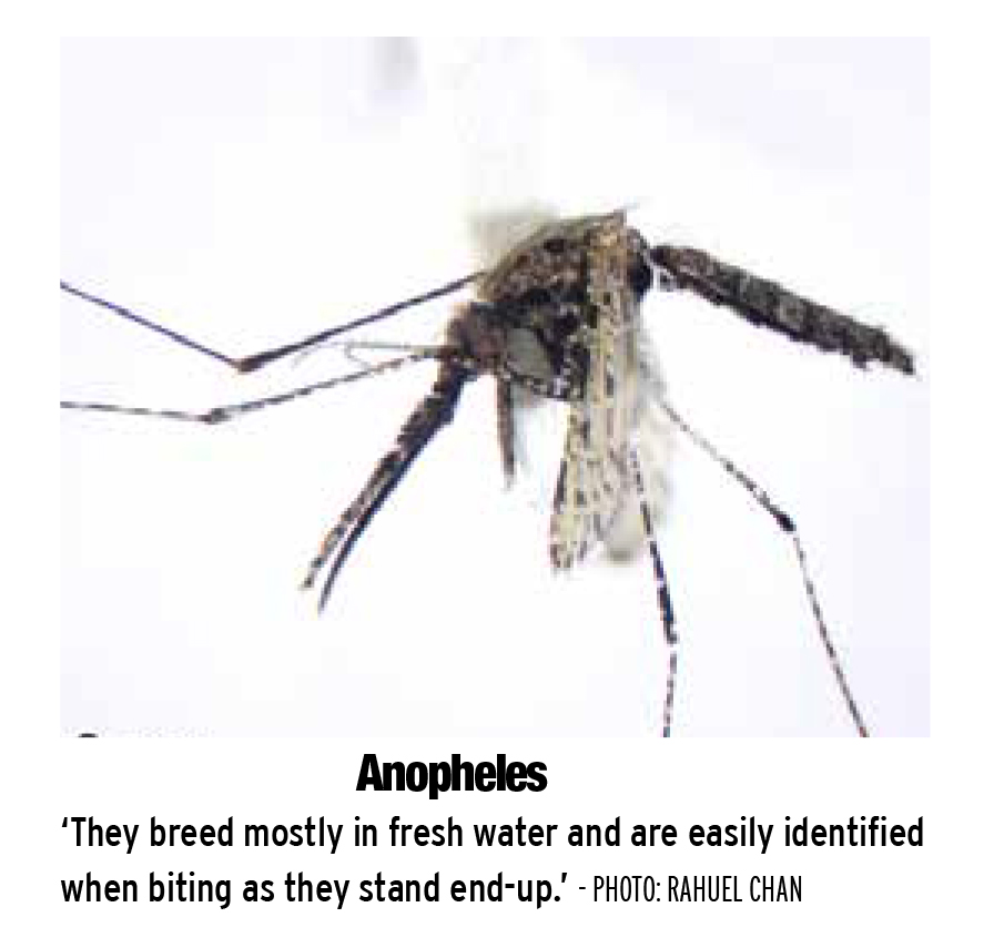 A guide to Cayman's public enemy No. 1 mosquitoes Cayman Compass