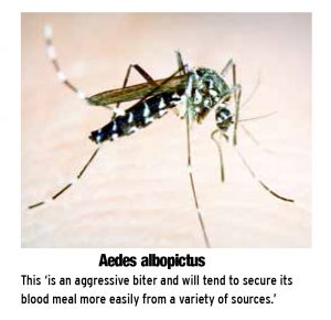 Aedes albopictus