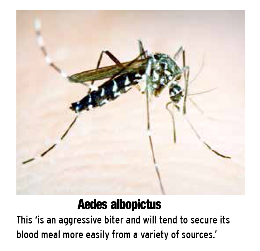 A guide to Cayman's public enemy No. 1 mosquitoes Cayman Compass