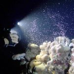 Annual coral spawning a spectacular sight for divers