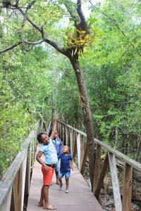 The botanic park is planning a new garden just for kids. - Photo: Jewel Levy