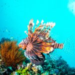 Cullers call for lionfish import ban