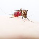 EDITORIAL – GM mosquitoes: What happened to the ‘Swat Team’?