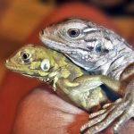 Hybrid iguanas found on Little Cayman