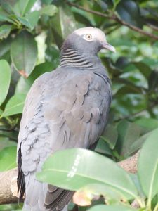 Usual plumage of a white-crowned pigeon.