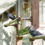Rare pigeons, new barracuda at Cayman Turtle Centre