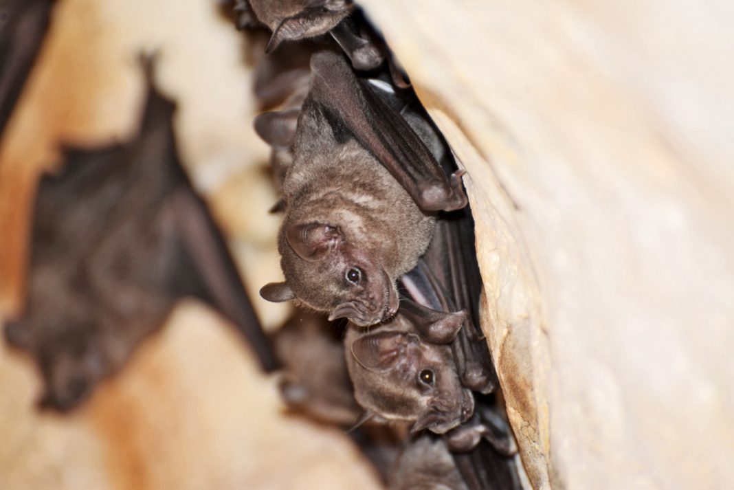 fruit-bats